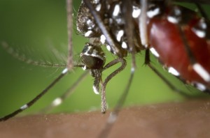 El mosquito transmisor de la enfermedad