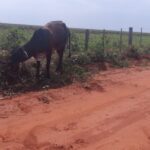 Menor de 16 años es aprehendido tras intentar robar una vaca en Horqueta