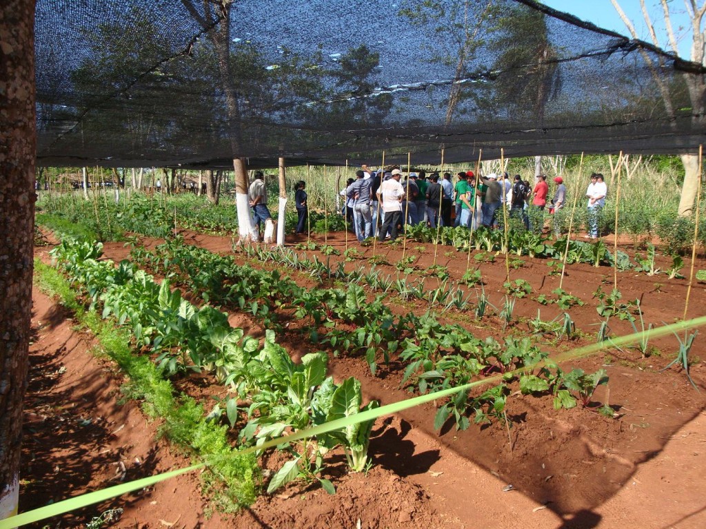 Las últimas precipitaciones afectaron principalmente plantaciones de hortalizas./Foto Concepciónaldia.