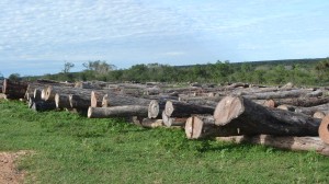 Espera. Estos enormes troncos fueron acumulados para luego ser llevados a un aserradero.