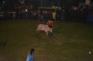 Fútbol con vacas. Esta peculiar disciplina es toda una sensación en la Expo Norte. Fútbol boi (termino brasileño que significa buey)