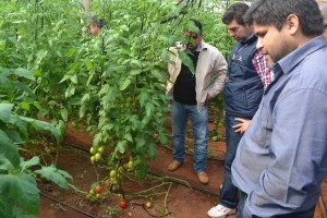 Gobernador y productores observan cultivo