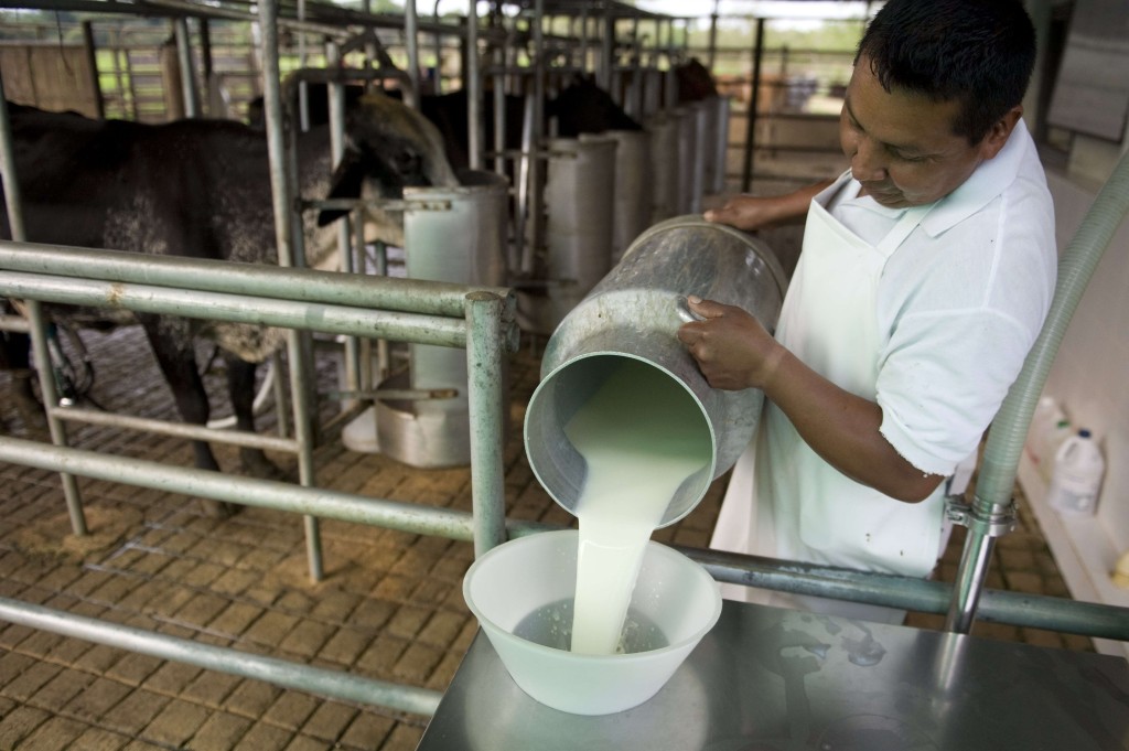 Producción lechera en Paraguay