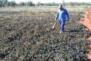 Es el panorama que se vive en el campo. Pedro Servin Km 14 muestra los daños.