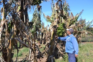 Las heladas causaron mucho daño en el sector rural