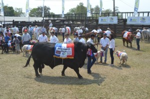 La ganadería lució una vez más en la Expo Norte