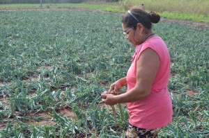 Doña Marcelina Gómez muestra sus cultivos destruidos.