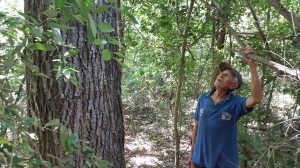 Labor admirable. Alejandro Benítez contempla uno de los tantos tajy que forman parte de su bosque.
