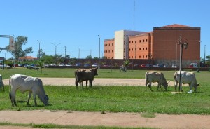 Del revés. Los animales están en el parque, mientras los niños se quedan sin lugar para recrearse.