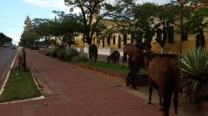 Caballos1