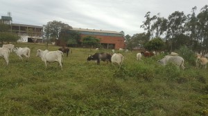 Manada. Un gran número de ganado se concentra en el predio y luego se pasea sin ningún tipo de control por la ciudad.