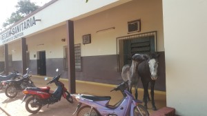 Tranquilidad. Dos ejemplares equinos descansan en el pasillo de la Región Sanitaria, ya que no existen controles.
