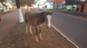 El animal salió ileso del percanse