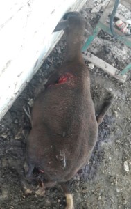 Este animal quedó gravemente herido, luego murió.