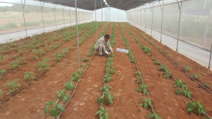 Manos a la obra. En la institución ya iniciaron cultivo de locote en el invernadero.