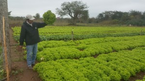 Calidad. La producción de la huerta de don Tomás Pérez se caracteriza por ser de tamaño muy grande. Reproduce algunas técnicas aprendidas de unos japoneses.