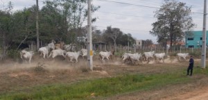 Animales que ponen en peligro el tránsito terrestre