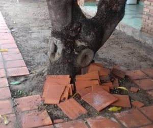 La situación es preocupante según la directora