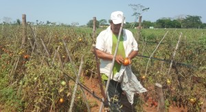 Efectos. Plantaciones de tomate afectadas por el temporal.