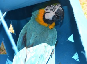 Guacamayo azul es el más cotizado. Casi ya no existe en Paraguay