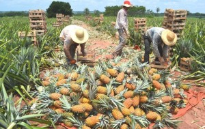 Hoy en día existen una gran producción de piña en el mercado local 