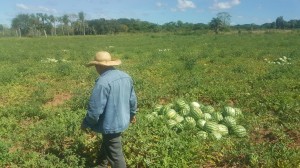 Productores de sandía temían perder sus productos