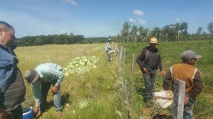 La producción fue óptima, pero el problema del mercado conspiró contra el productor