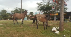 Contraste. Caballos sobresalen por ser de muy buen porte.