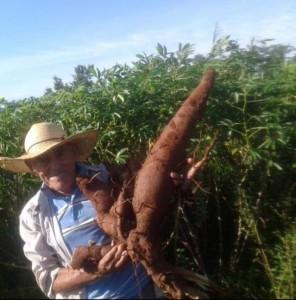 El tamaño de la mandioca es sorprendente. (Foto gentileza)