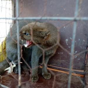El puma fue liberado horas después de haber sido capturado. Foto: Gentileza.