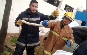Bomberos rescatan la serpiente
