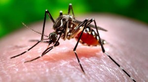 El dengue se convirtió en una epidemia nacional