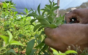IMG_6091-cultivo-stevia-vivero-agricultura-31-1