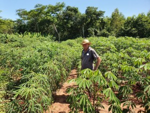 Un buen agricultor siempre tiene cultivo de mandioca.