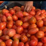 El precio del tomate llega a 20 mil guaraníes por kilo en Concepción