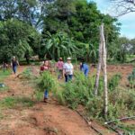 Mujeres de la OCN implementan huerta de hierbas medicinales.