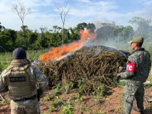 SENAD y CODI eliminan más de 114 toneladas de marihuana en Concepción