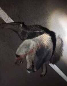 Matan a dos osos hormigueros a orillas de la ruta PY22