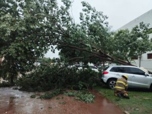 Bomberos voluntarios intervinieron tras la caída de un árbol sobre un vehículo en Concepción