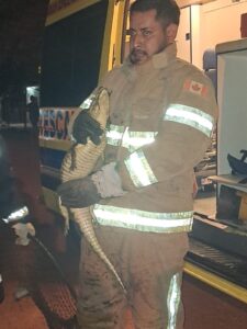 Yacaré generó zozobra en el barrio San Carlos 1 y fue capturado por bomberos