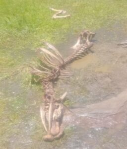 Abigeato sin freno en Concepción: dos nuevos casos profundizan la preocupación de productores