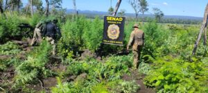 Destruyen cerca de 15 mil kilos de marihuana en Bella Vista Norte
