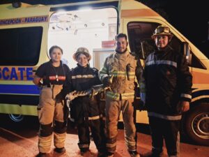 Bomberos rescatan a un yacaré que convivía con vecinos en Concepción