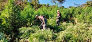 Erradican seis hectáreas de marihuana en Amambay durante operativo conjunto