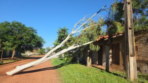 Vientos de apenas 63 km/h causaron importantes daños en Concepción