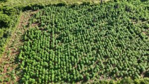 SENAD erradica 3 hectáreas de cultivos ilícitos en San Pedro