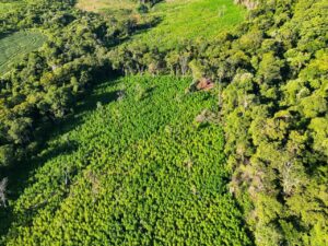Operación Escudo Guaraní: destruyen 45 toneladas de marihuana en Amambay