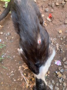 Advierten riesgos sanitarios por presencia de animales en hospital