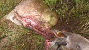 Nuevo caso de abigeato en Paso Horqueta genera preocupación entre productores