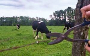 Abigeos faenan un animal vacuno y roban otro en establecimiento rural de Loreto